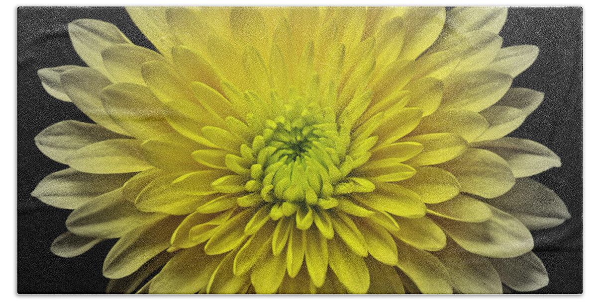 Flowers Bath Towel featuring the photograph Yellow Chrysanthemum III Still Life Flower Art Poster by Lily Malor