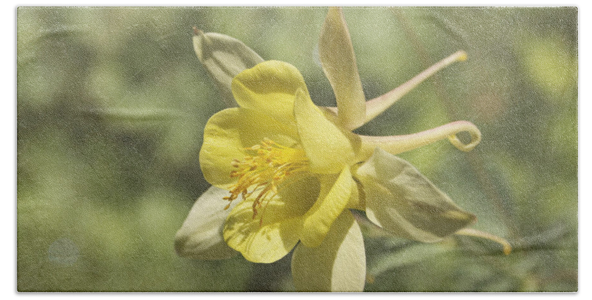 Yellow Flower Bath Towel featuring the photograph Yellow Columbine by Kim Hojnacki