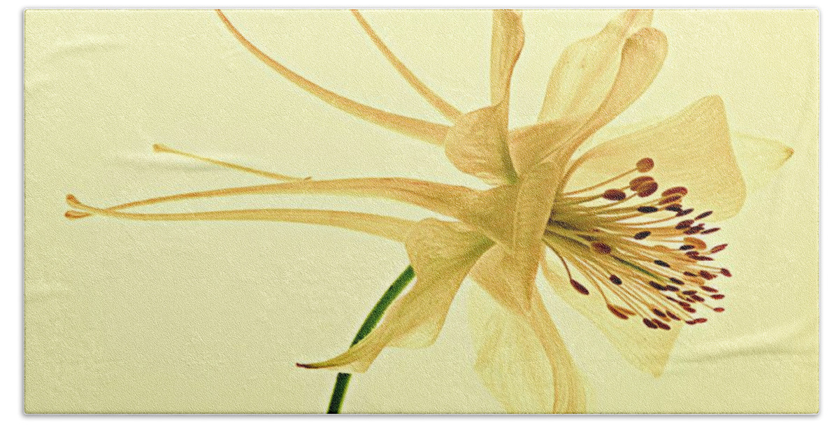 Nature Bath Sheet featuring the photograph Yellow Columbine Study by Chris Berry