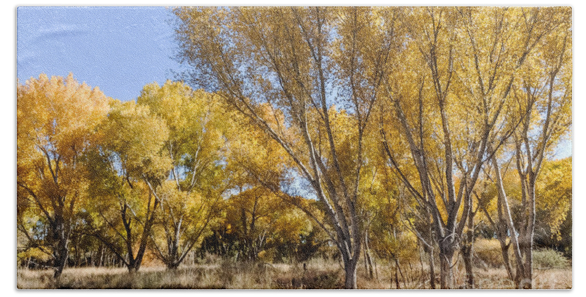 Cottonwood Bath Towel featuring the photograph Yellow Cottonwoods by Al Andersen