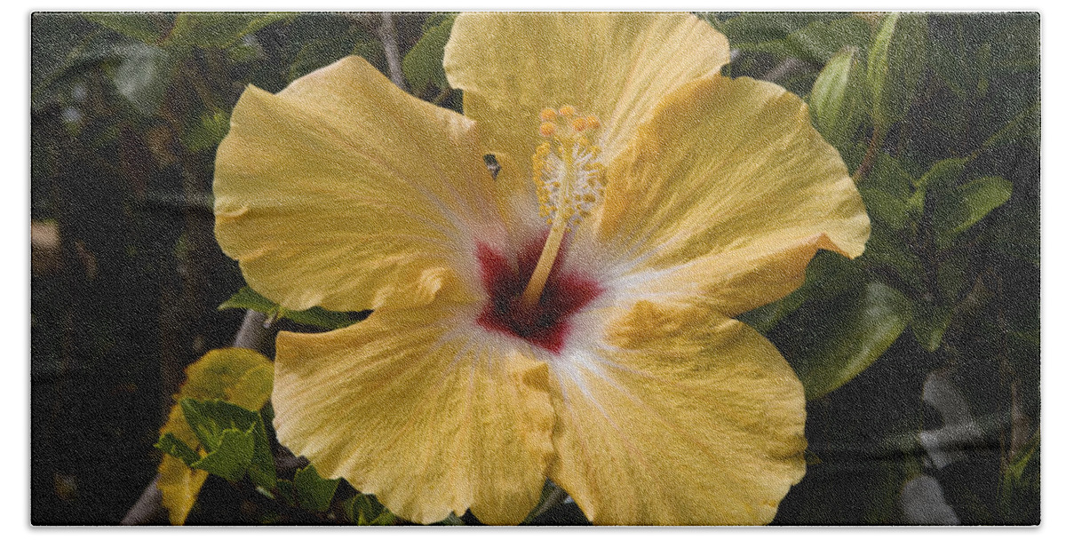 Yellow Bath Towel featuring the photograph Yellow Hibiscus by Diane Macdonald