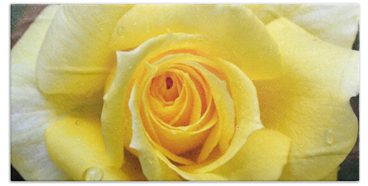 Single Bath Towel featuring the photograph Yellow Rose l by Michelle Calkins