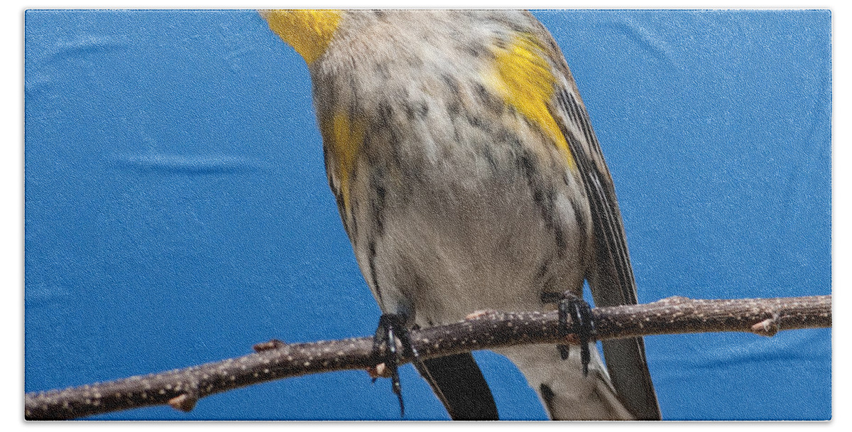 Adult Bath Towel featuring the photograph Yellow-Rumped Warbler by Jeff Goulden
