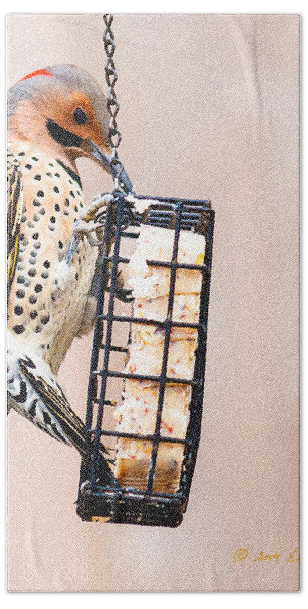 Heron Heaven Hand Towel featuring the photograph Yellow-shafted Northern Flicker Lunch by Ed Peterson