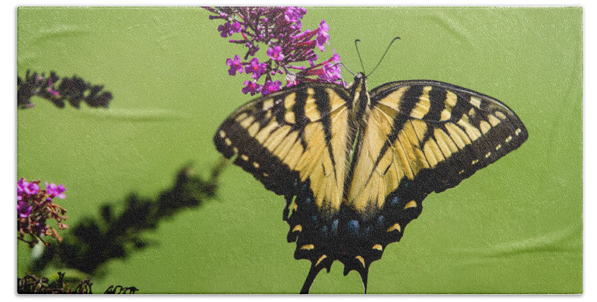 Yellow Swallowtail Bath Towel featuring the photograph Yellow Swallowtail by Eleanor Abramson