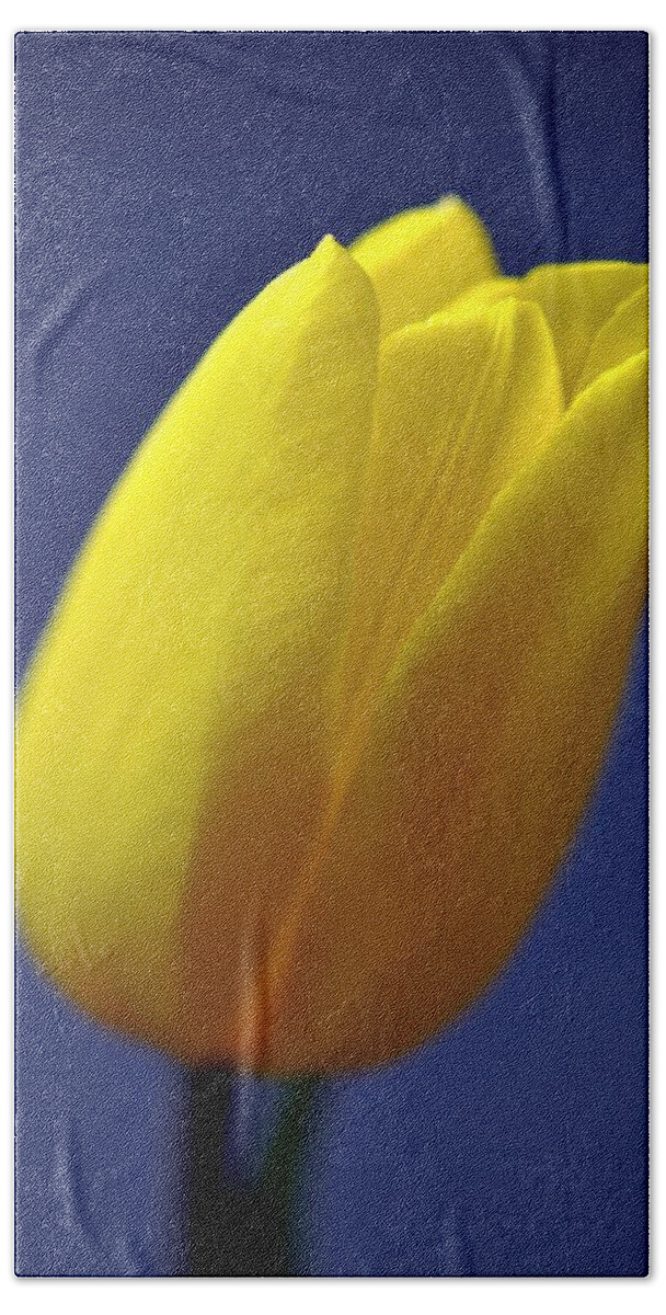 Flower Bath Towel featuring the photograph Yellow Tulip on Blue Background by Phyllis Meinke