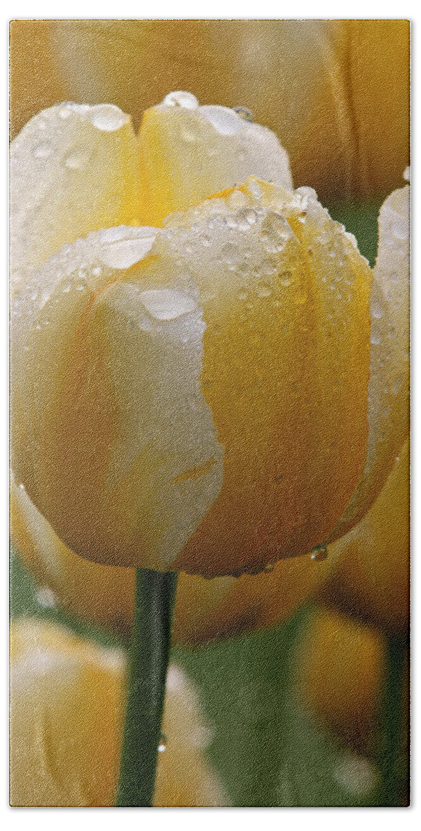 Tulip Bath Towel featuring the photograph Yellow Tulips by Juergen Roth