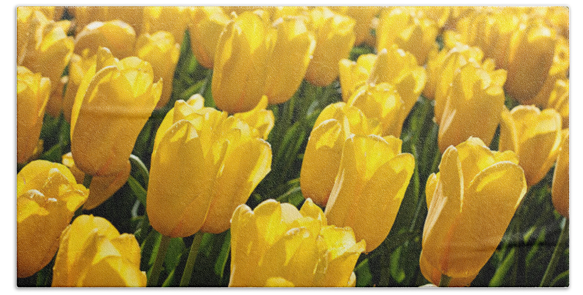 Flower Bath Towel featuring the photograph Yellow Tulips by Michael Porchik