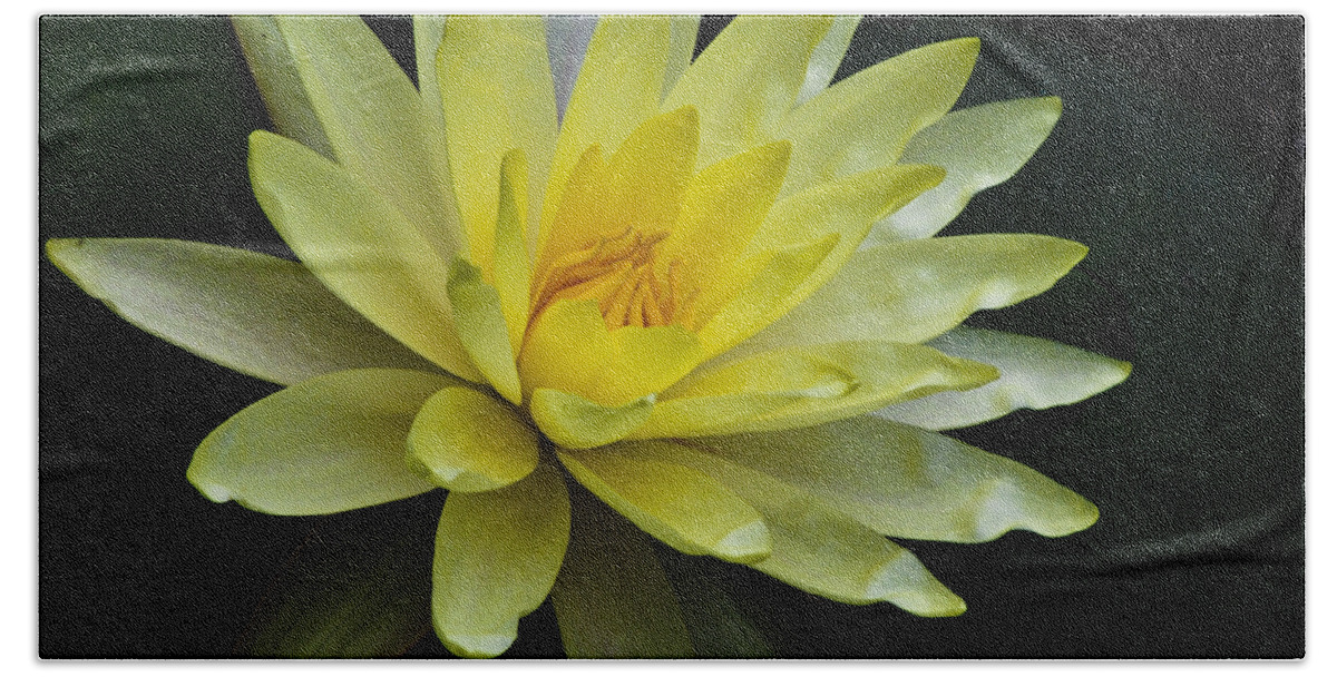 Float Bath Towel featuring the photograph Yellow Waterlily by Christi Kraft