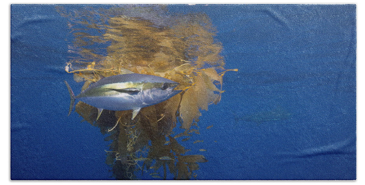 Richard Herrmann Bath Towel featuring the photograph Yellowfin Tuna And Kelp Nine-mile Bank by Richard Herrmann