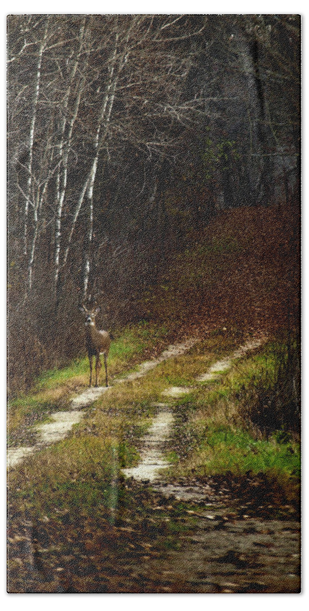 Whitetail Deer Hand Towel featuring the photograph Young Buck and Autumn by Thomas Young