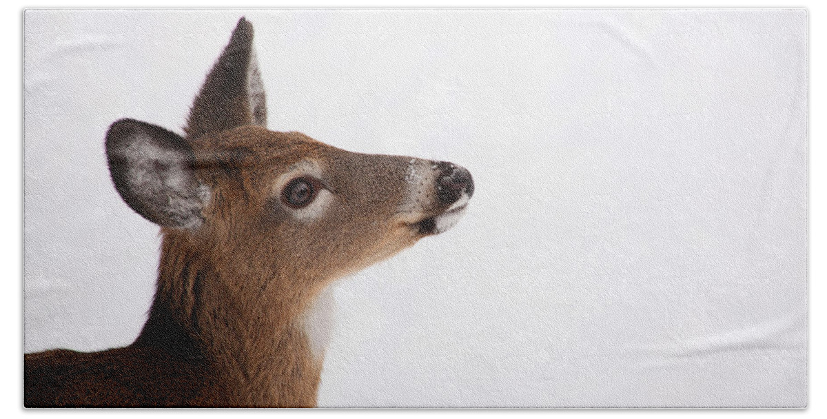 Deer Bath Towel featuring the photograph Young Deer in Winter by Karol Livote