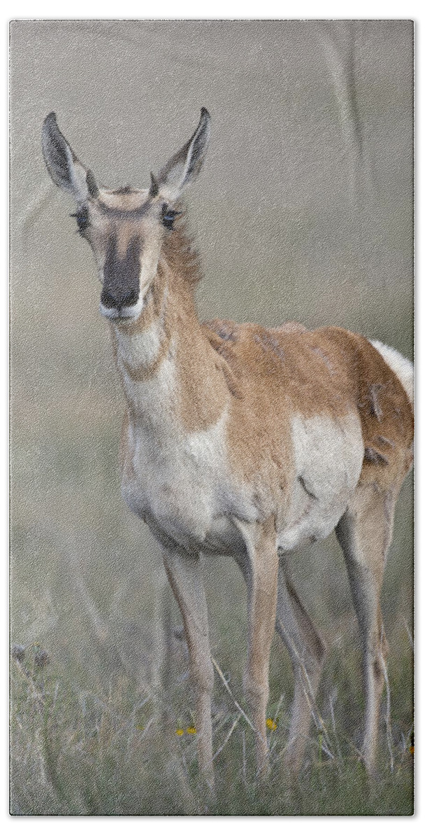 Young Doe Antelope Bath Towel featuring the photograph Young Doe Antelope by Gary Langley