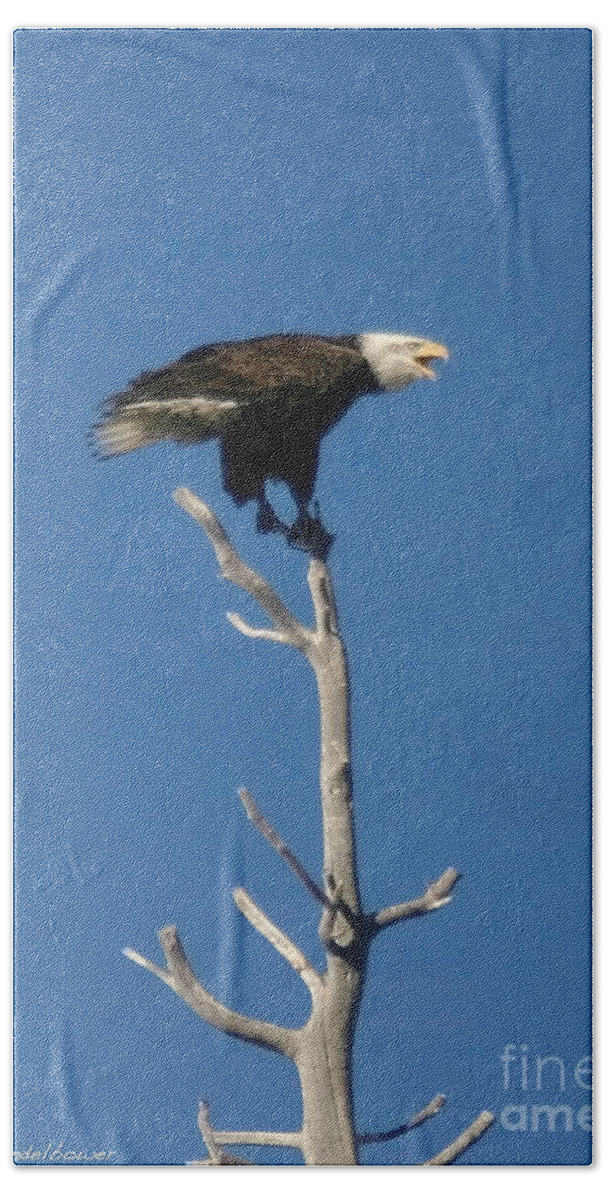 Bird Bath Towel featuring the photograph Young Eagle by Mitch Shindelbower