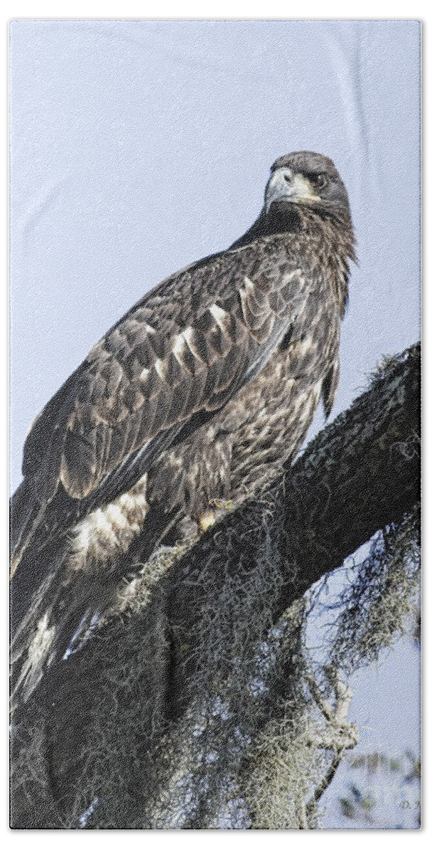 Raptor Hand Towel featuring the photograph Young Eagle Pose by Deborah Benoit