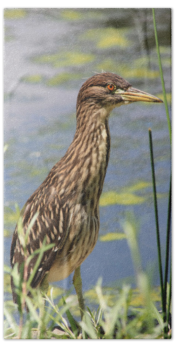 Black Crowned Night Heron Bath Towel featuring the photograph Young Heron by Shane Bechler