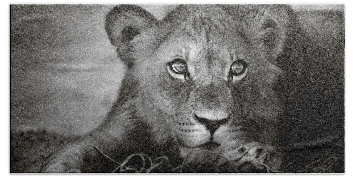 Wild Hand Towel featuring the photograph Young lion portrait by Johan Swanepoel