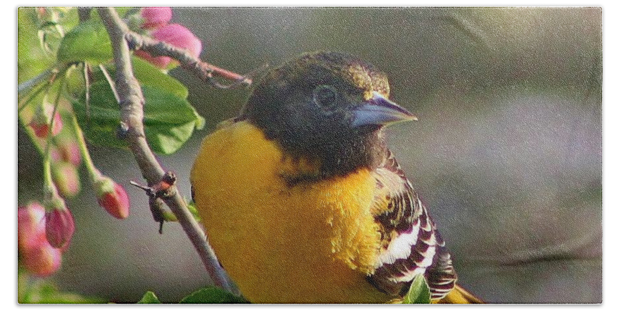 Oriole Bath Towel featuring the photograph Young Male Oriole by Bruce Bley