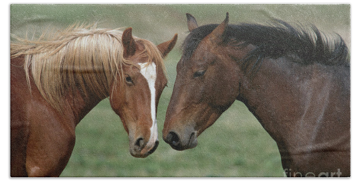 00340208 Bath Towel featuring the photograph Young Mustang Bachelor Stallions by Yva Momatiuk John Eastcott