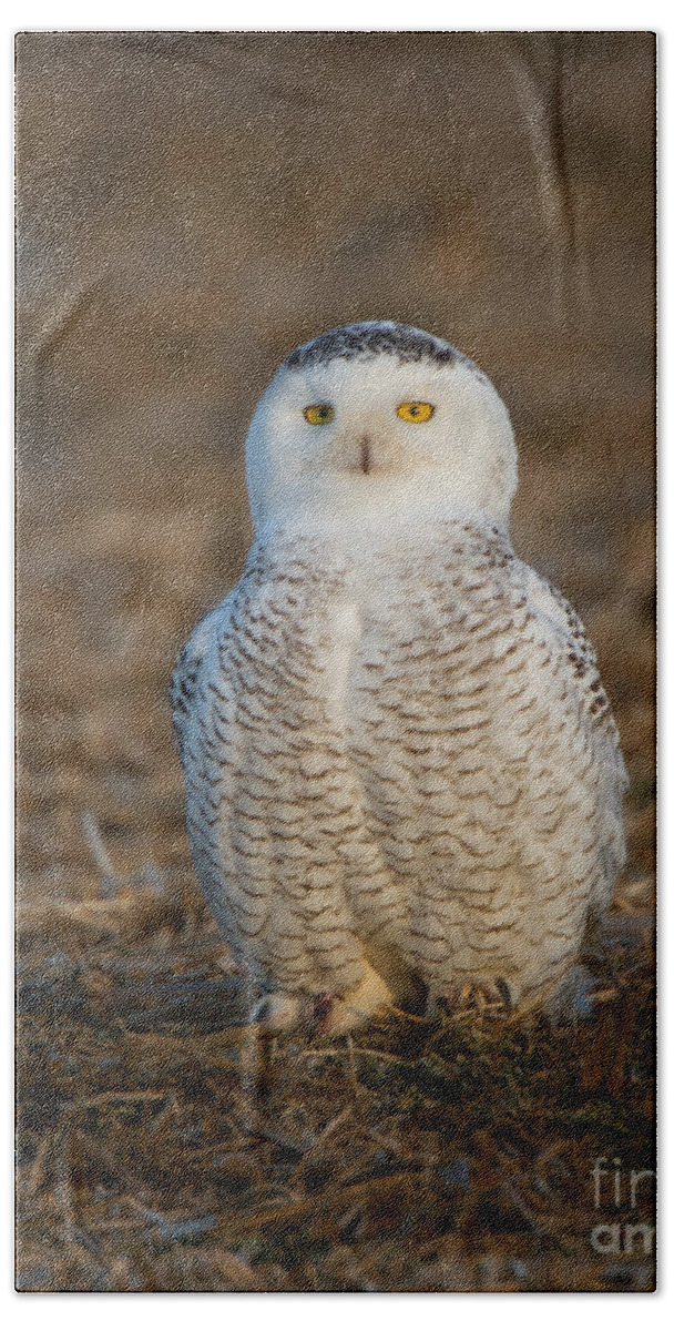 24-hour Daylight Bath Towel featuring the photograph Young Snowy Owl by Ronald Lutz