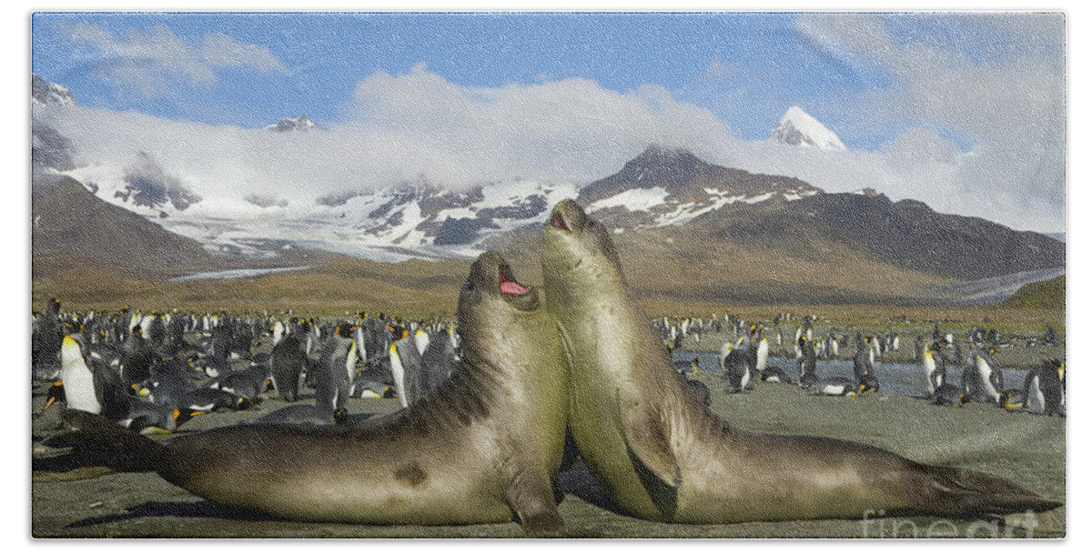 00345336 Hand Towel featuring the photograph Young S Elephant Seals Playing by Yva Momatiuk John Eastcott