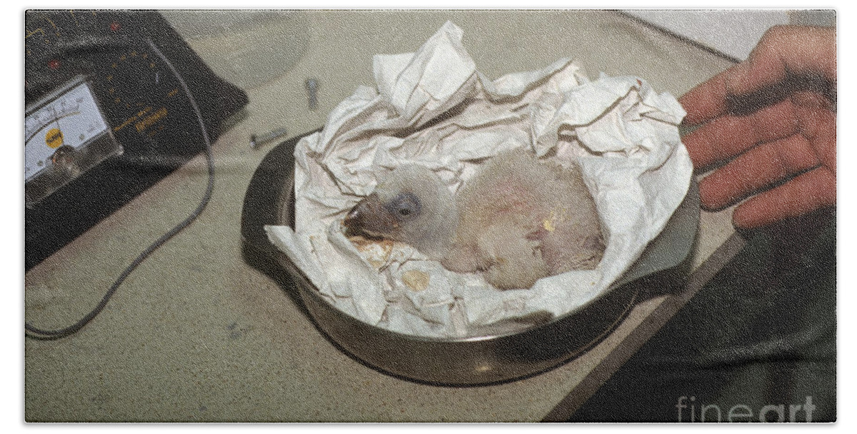Chick Bath Sheet featuring the photograph Young Vulture Chick Hatching by Eyal Bartov
