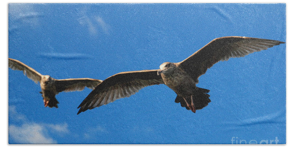 Seagull Sky Soar Glide Fly Bath Towel featuring the photograph Young Wings by Richard Gibb
