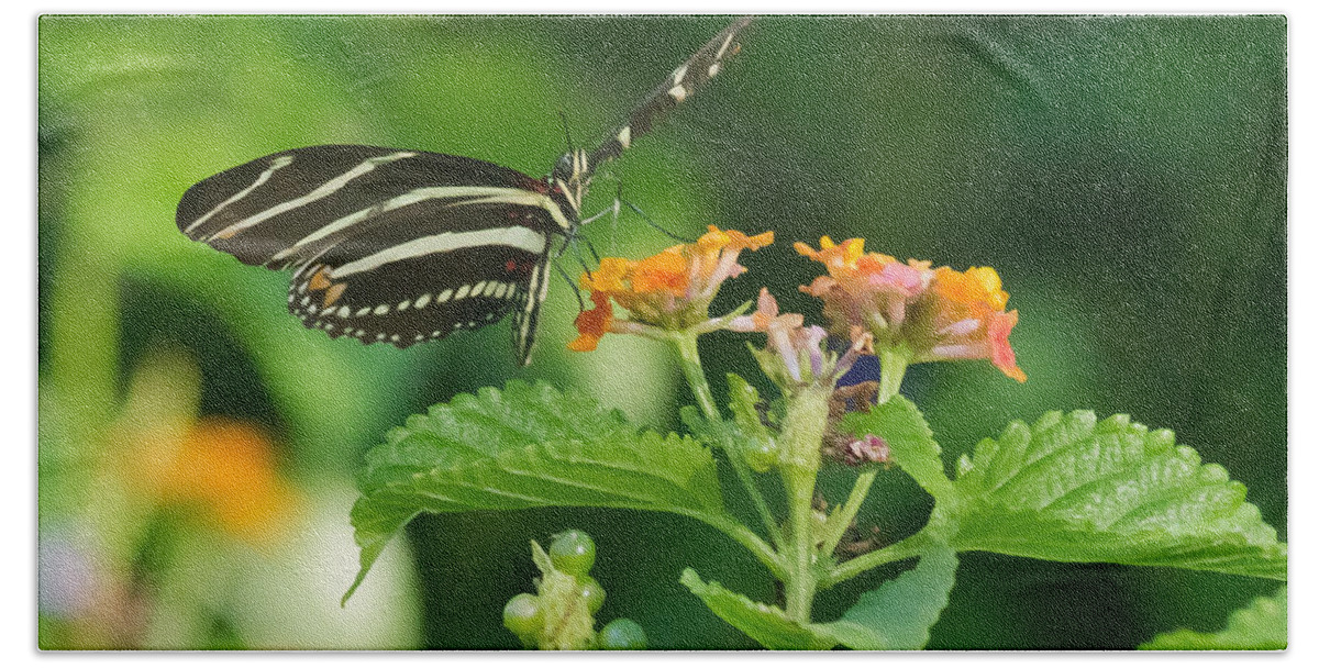 Florida Hand Towel featuring the photograph Zebra Longwing by Jane Luxton