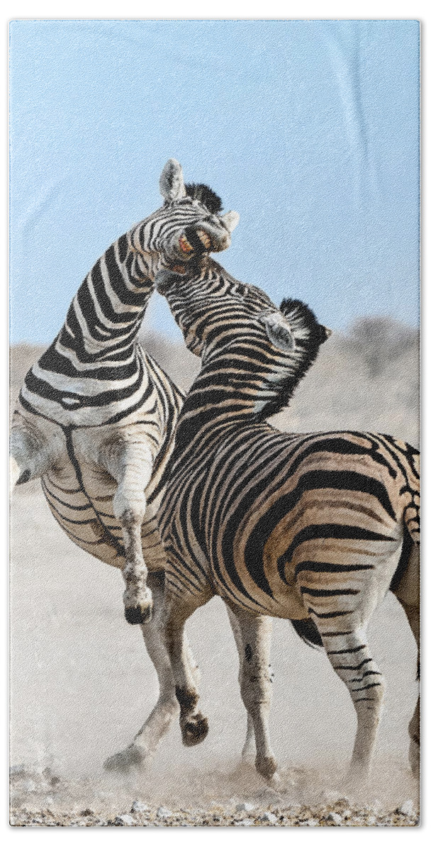 Nis Bath Towel featuring the photograph Zebra Stallions Fighting In Etosha Np by Peter Delaney