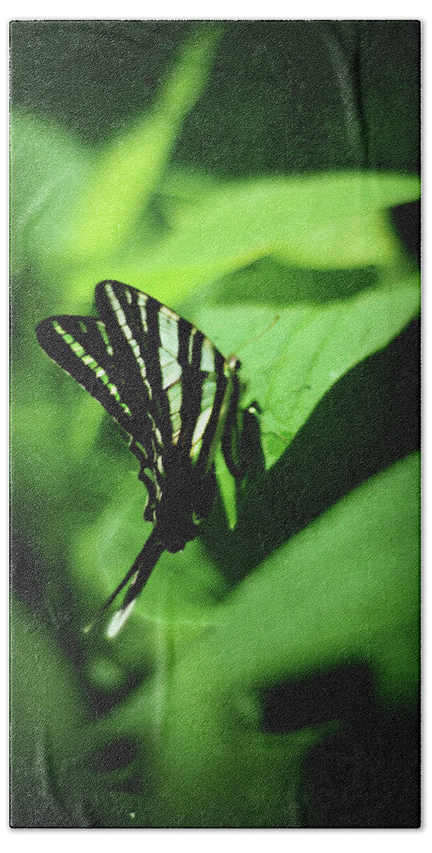 zebra Swallowtail Bath Towel featuring the photograph Zebra Swallowtail Butterfly by Rebecca Sherman