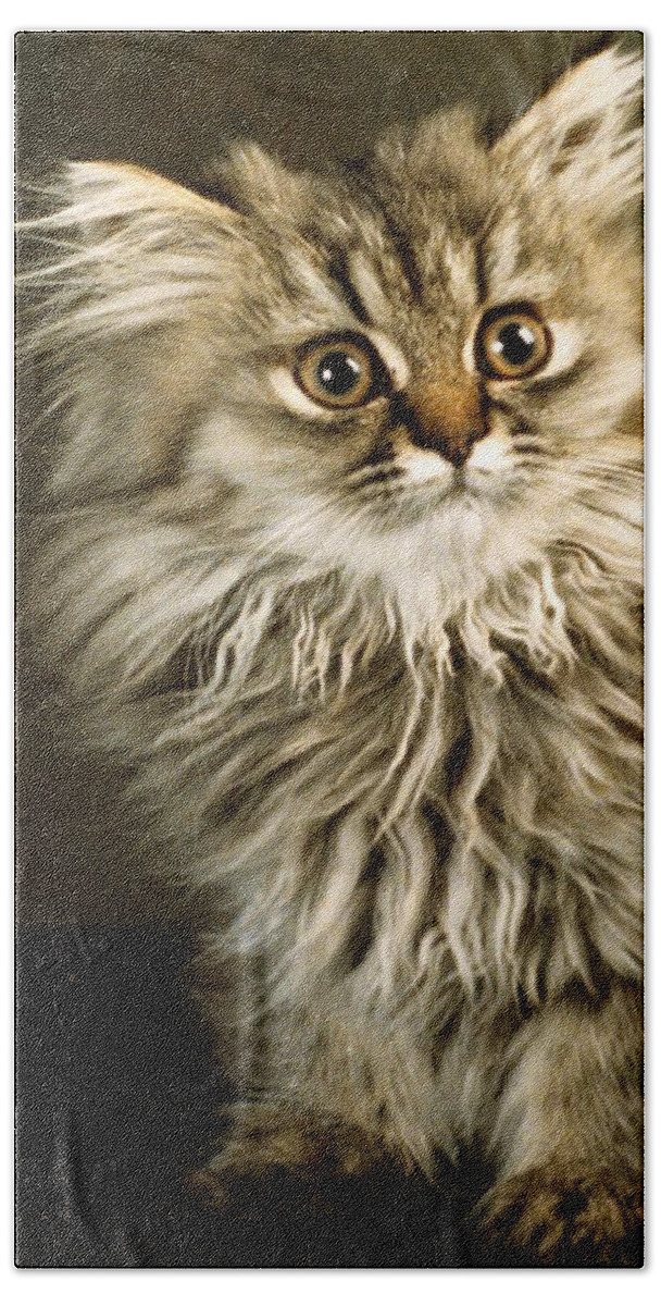 Persian Kitten Bath Towel featuring the photograph Startled Persian Kitten by Larry Allan