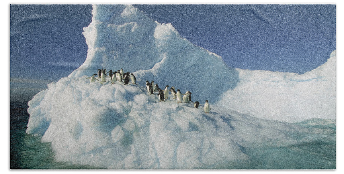 Hhh Hand Towel featuring the photograph Adelie Penguin Pygoscelis Adeliae Group #1 by Colin Monteath