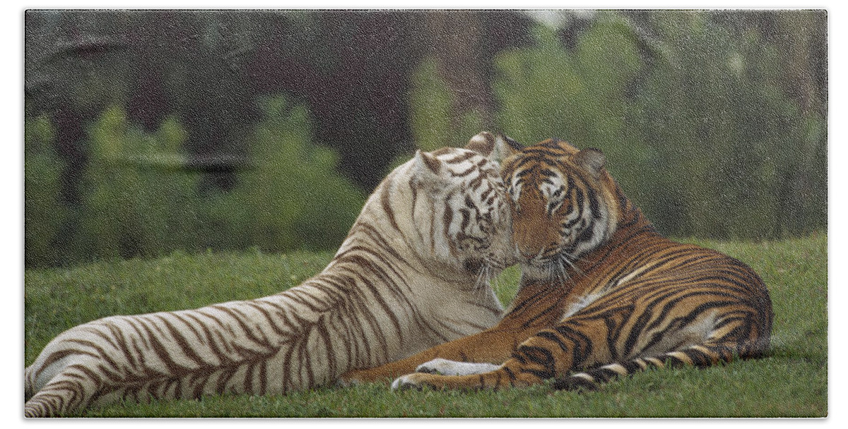 Mp Hand Towel featuring the photograph Bengal Tiger Panthera Tigris Tigris #1 by Konrad Wothe