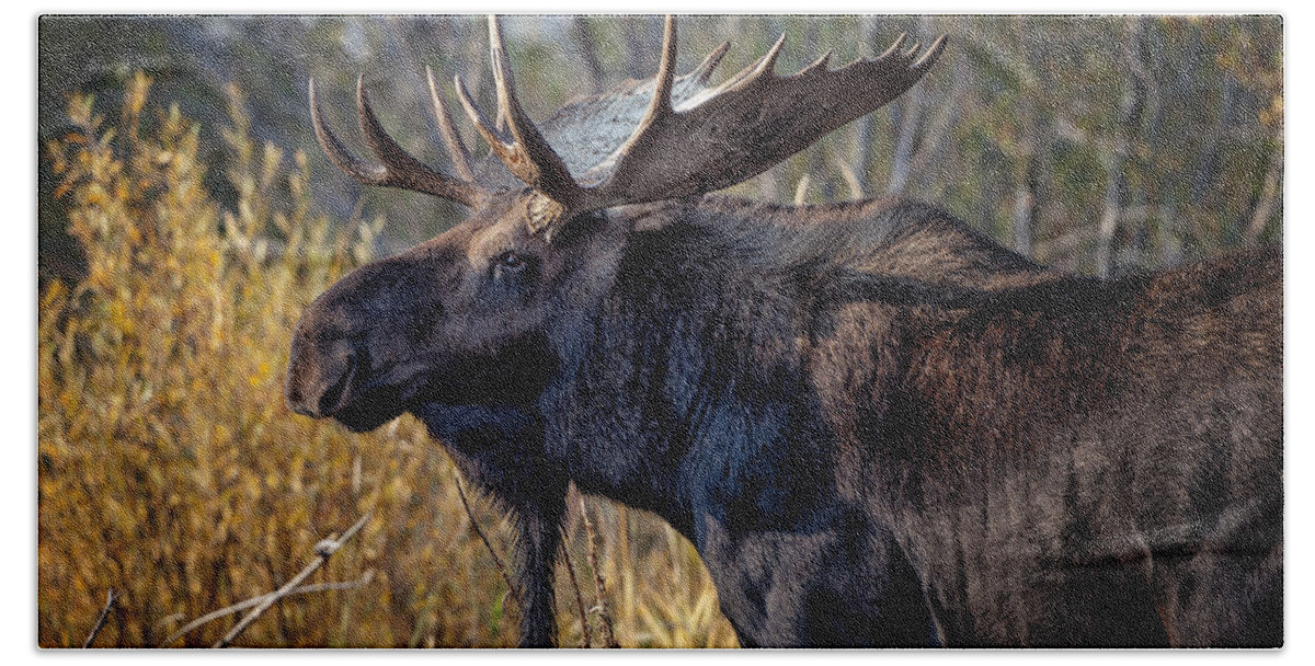 2012 Hand Towel featuring the photograph Bull Moose #2 by Ronald Lutz