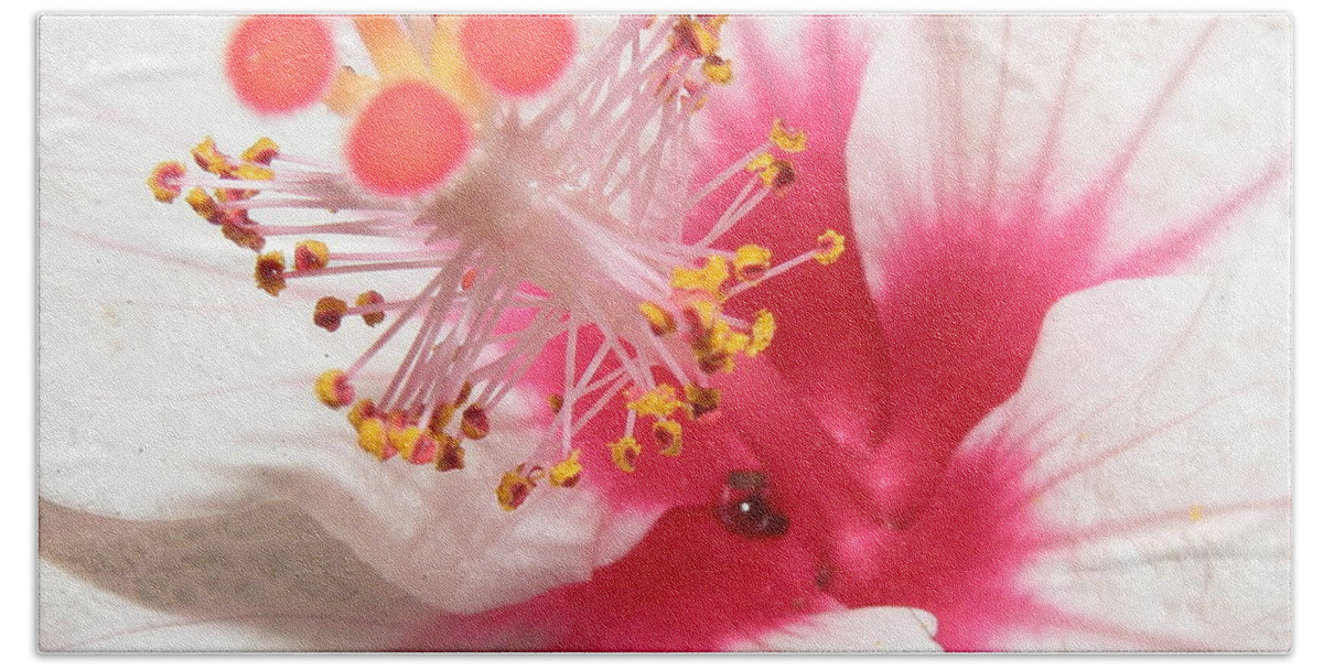 Hibiscus Bath Towel featuring the photograph Can You See Me #1 by Kim Galluzzo