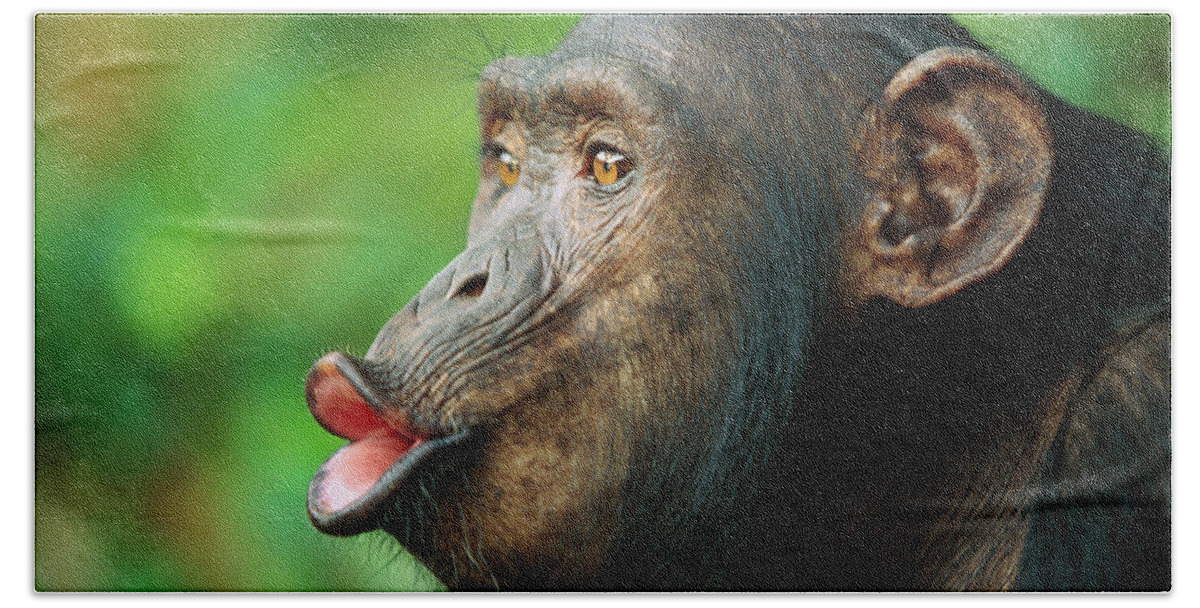 Mp Hand Towel featuring the photograph Chimpanzee Pan Troglodytes Adult Female #1 by Cyril Ruoso