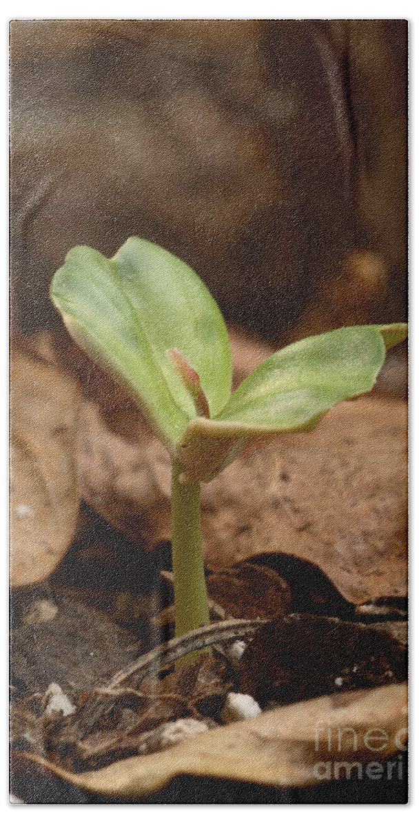 Plant Hand Towel featuring the photograph Coffee Seedling #1 by Ted Kinsman