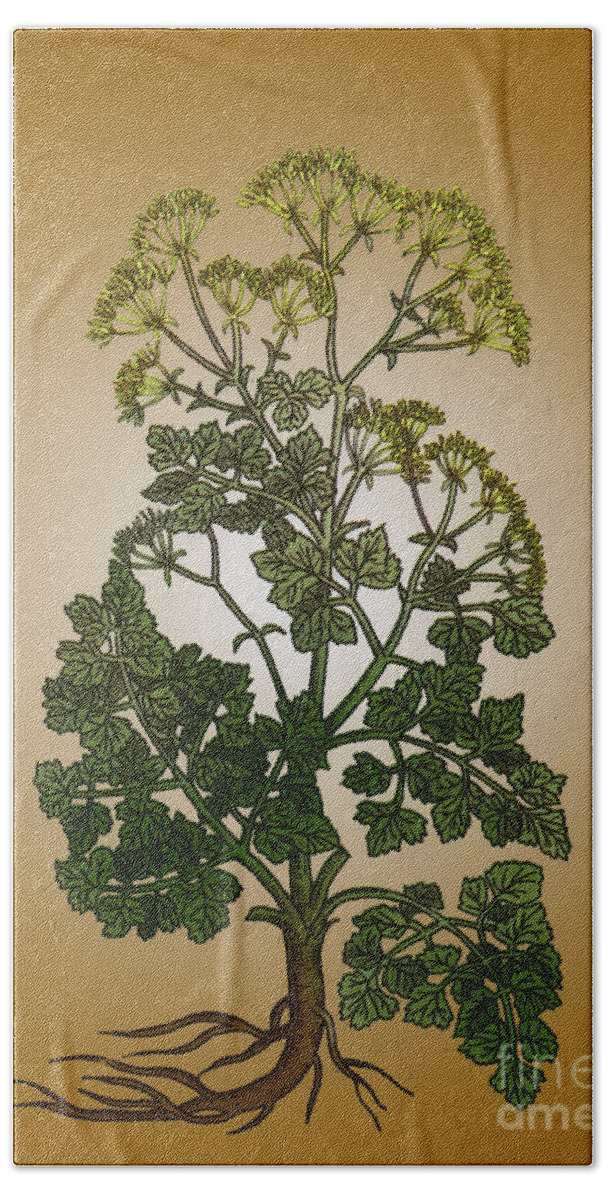 Botany Bath Towel featuring the photograph Cymopterus Lemmonii, Mountain Parsley #1 by Science Source
