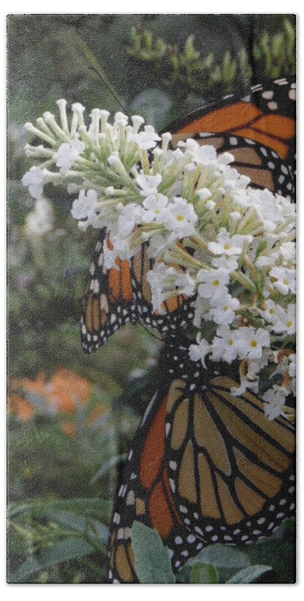 Monarch Bath Towel featuring the photograph Double Beauty by Kim Galluzzo Wozniak