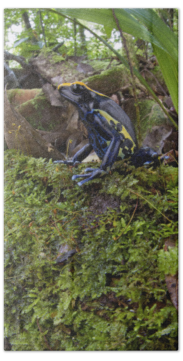 00479310 Hand Towel featuring the photograph Dyeing Poison Frog In Rainforest Surinam #1 by Piotr Naskrecki