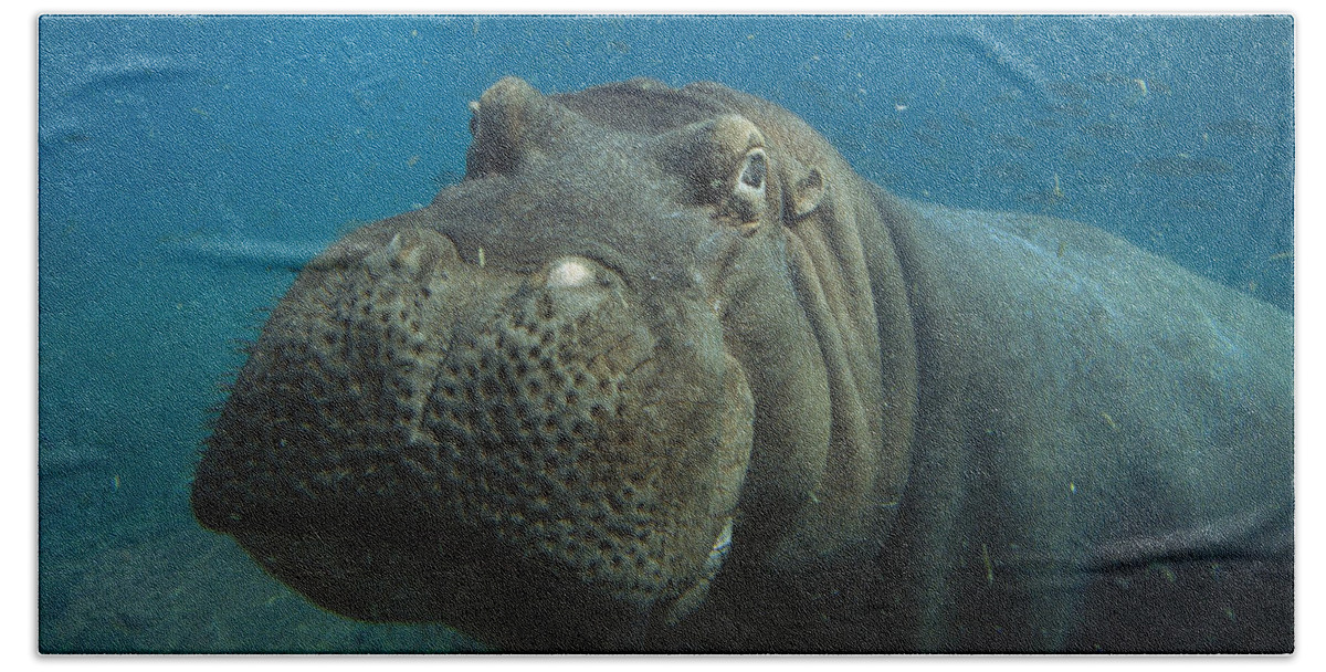 Mp Bath Towel featuring the photograph East African River Hippopotamus #1 by San Diego Zoo