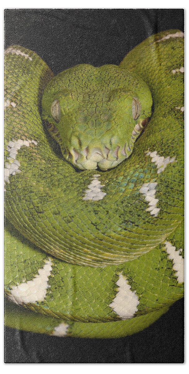 Mp Hand Towel featuring the photograph Emerald Tree Boa Corallus Caninus #1 by Pete Oxford