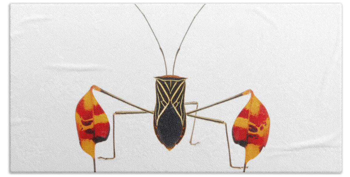 00478782 Hand Towel featuring the photograph Flagfooted Bug Barbilla Np Costa Rica #1 by Piotr Naskrecki
