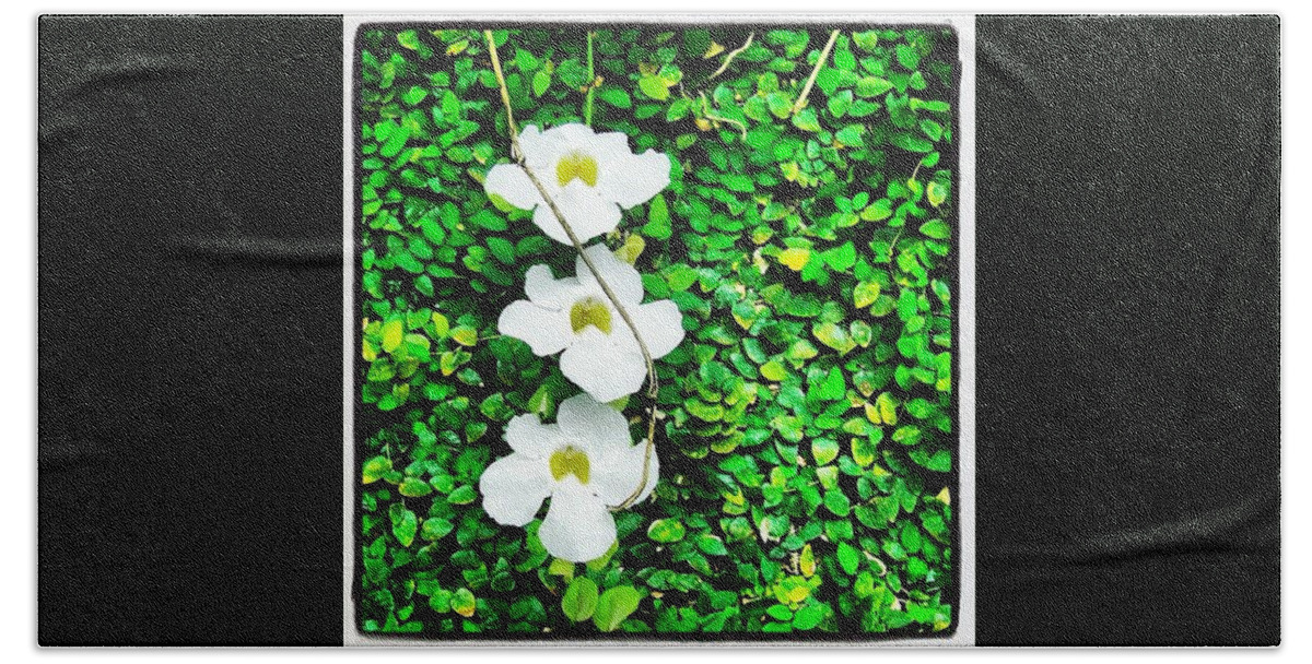  Hand Towel featuring the photograph Flowers #1 by Lorelle Phoenix
