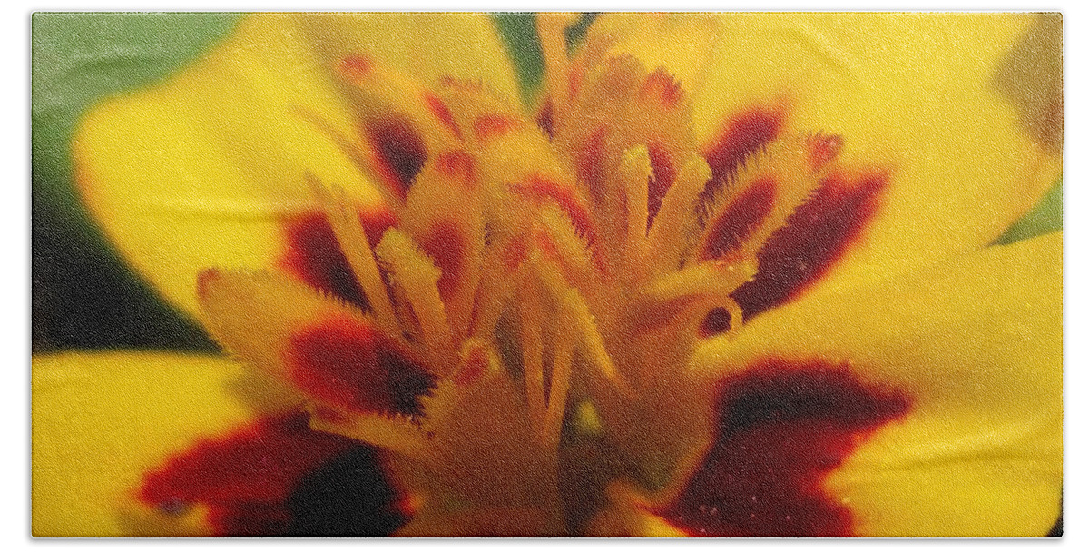 French Marigold Hand Towel featuring the photograph French Marigold named Starfire #1 by J McCombie