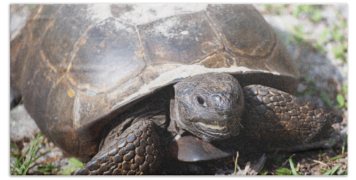 Wildlife Bath Towel featuring the photograph Gopher Tortoise #1 by Kenneth Albin