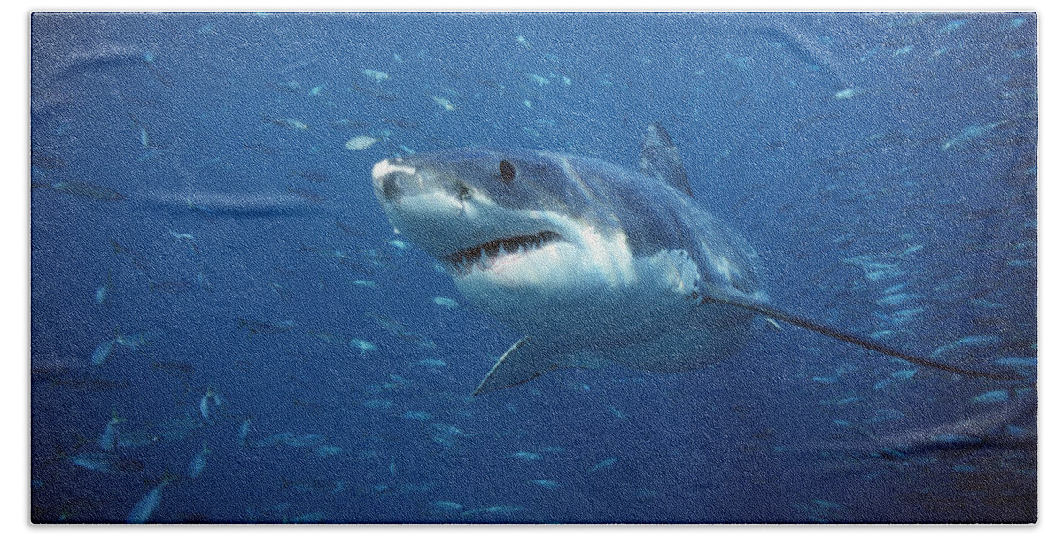 Mp Bath Towel featuring the photograph Great White Shark Carcharodon #1 by Mike Parry
