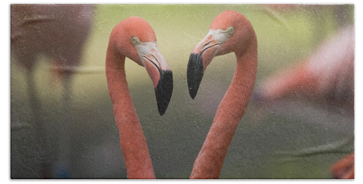 Mp Hand Towel featuring the photograph Greater Flamingo Phoenicopterus Ruber #1 by Cyril Ruoso
