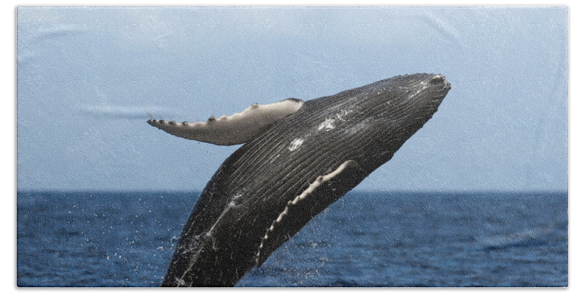 00439460 Bath Towel featuring the photograph Humpback Whale Breaching Maui Hawaii #1 by Flip Nicklin