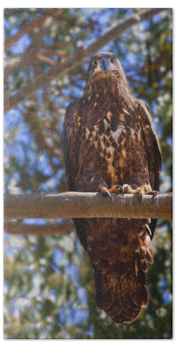 Tree Bath Towel featuring the photograph Immature Bald Eagle #1 by Beth Sargent